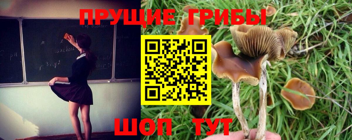 Галлюциногенные грибы MAGIC MUSHROOMS  купить  цена  Вход с VPN  Тимашёвск  Галлюциногенные грибы GOLDEN TEACHER 